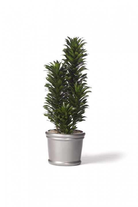 Dracaena Janet Craig Compacta