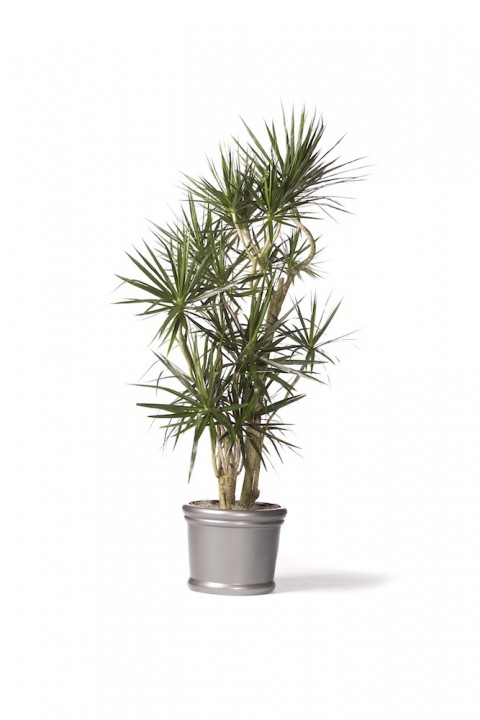 Dracaena Marginata Character