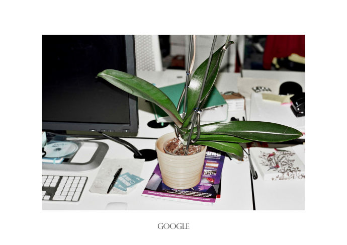 Photo of a Google employee's desk plant by Polly Brown. Image via The New Yorker