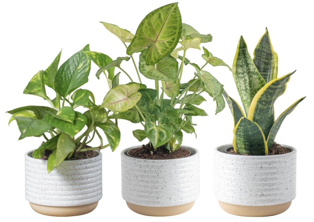 Costa Farms air purifying plants